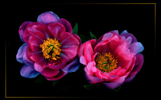 Pink flower gold border black - affinity photo free wallpaper for desktop