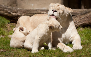Lion cubs playing grass log - free animals wallpaper