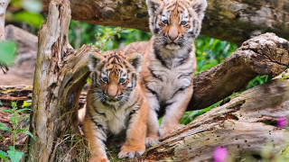 Curious sumatran tigers woods blue - their face free wallpaper for desktop