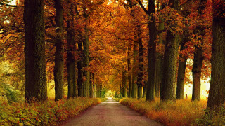 Autumn forest leaves fire sunset - orange leaf free wallpaper