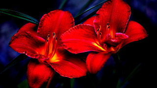 Red flowers water droplets macro 7 - free hearts wallpaper