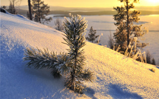Pine tree snow hill lake - a lake in the background free wallpaper
