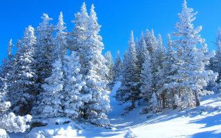 Snowy forest blue sky winter 2 - blue sky in the background free wallpaper