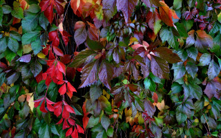 Fall leaves wall vibrant neo - neofauvism free wallpaper