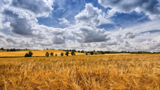 Wheat field cloudy sky trees - a field of wheat under a cloudy sky free wallpaper