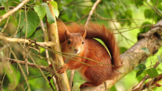 Squirrel branch dandelion nature blurry - a squirrel free wallpaper for desktop