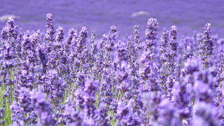 Lavender field purple sky flower - a field of lavender free wallpaper