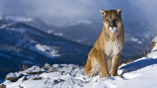 Mountain lion snowy mountain top 2 - a snowy mountain top free wallpaper