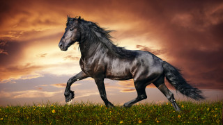 Horse field cloudy sunset yellow - sky behind free wallpaper
