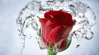 Red rose water splash macro - a splash of water free wallpaper