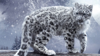 Snow leopard log snow mountain - a snow leopard free wallpaper