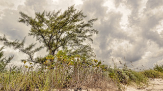 Tree field clouds grass path - the background and grass free wallpaper for desktop