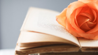Rose book open pages bookmark - an open book free wallpaper