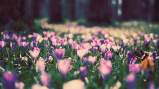 Flower field bee bokeh blurry - a field of flowers free wallpaper