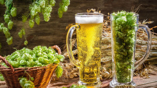 Beer hops basket plant vines - barthel bruyn free wallpaper