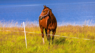 Horse field fence water australian - a field next free wallpaper