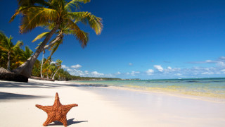 Starfish beach palm trees clouds - a starfish free wallpaper
