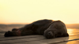 Dog sunlit wooden deck eyes - face and head free wallpaper