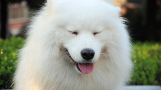 White dog closed eyes grass - his eye free wallpaper