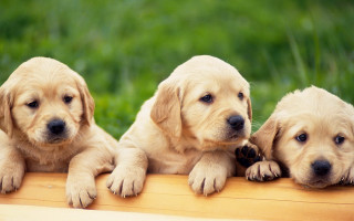 Three puppies sitting on wooden 2 - three puppy free wallpaper