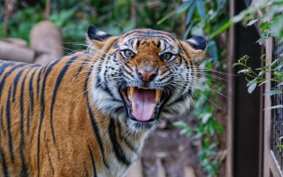Tiger growling zoo enclosure bokeh - a green bush free wallpaper