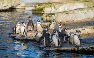 Penguins rock water beach seagull - a group of penguins free wallpaper