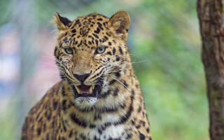 Leopard tree mouth open teeth - tooth free wallpaper