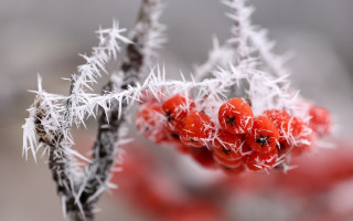 Berries ice red branch macro - a bunch of berries free wallpaper