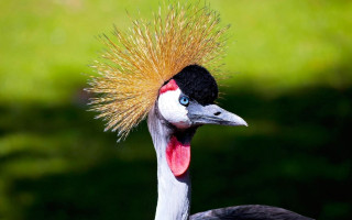 Bird mohawk green background grass - a mohawk free wallpaper for desktop