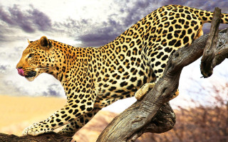 Leopard tree branch open mouth - tongue free wallpaper for desktop