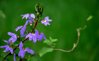 Purple flower green leaves blurry - green leaf free wallpaper for desktop