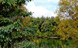 Autumn pond trees bushes clouds - autumn free wallpaper for desktop
