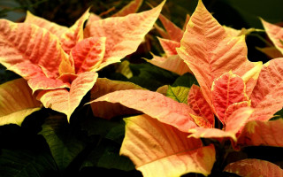 Plant red yellow flowers green - flower free wallpaper