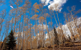 Forest trees clouds trail autumn - a trail in the foreground free wallpaper