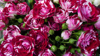 Pink white flowers bouquet roses - the stem free wallpaper