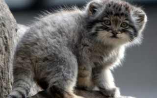 Small kitten rock tree sad - top of a rock next free wallpaper