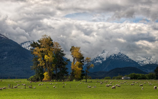 Sheep field mountains clouds sunset - landscape free wallpaper for desktop