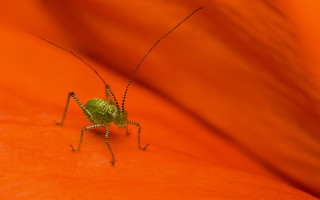 Green insect orange flower blurry - cricorps grégoire free wallpaper for desktop