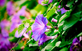 Purple flower vine green leaves - green leaf and flowers free wallpaper