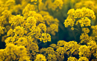 Yellow flowers grass blurry background - the grass together free wallpaper