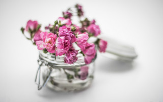 Pink flower glass jar still - a glass jar free wallpaper