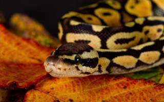 Cobra leaf autumn blurry fire - mouth open free wallpaper