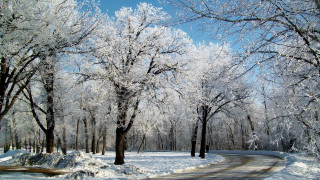 Snowy park road trees fence - tree and snow covered ground free wallpaper