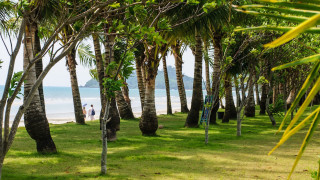 Beach palm trees couple tiltshift - the beach in the distance free wallpaper