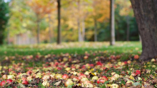 Apple field park fall christmas - free autumn wallpaper