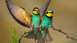 Colorful birds branch wings spread - two colorful bird free wallpaper