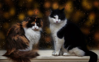 Cats window sill rain impressionism - two cat free wallpaper
