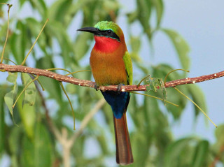 Colorful bird branch tree leaves 2 - vibrant colour free wallpaper