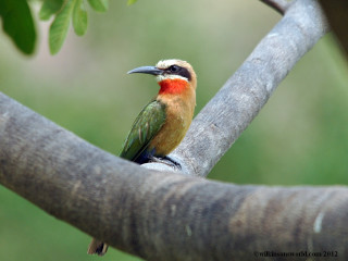 Colorful bird tree branch blurry - a blurry background of leaves free wallpaper for desktop