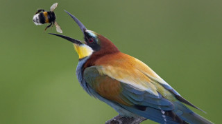 Colorful bird bug bee branch - bourgeoi free wallpaper